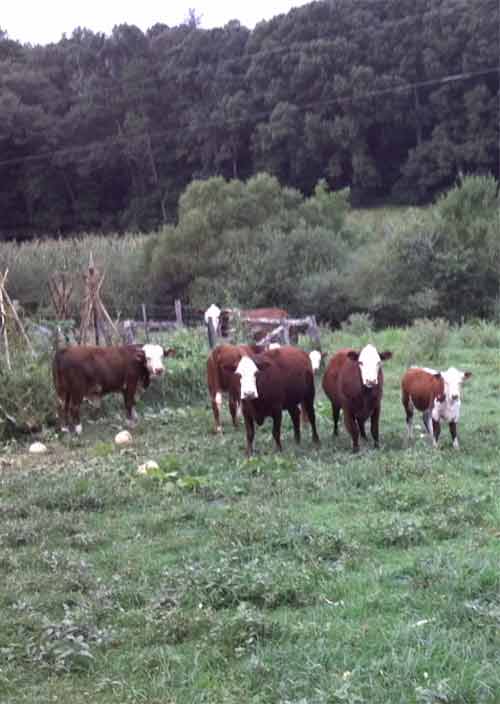 Hereford cows find the pumpkin patch