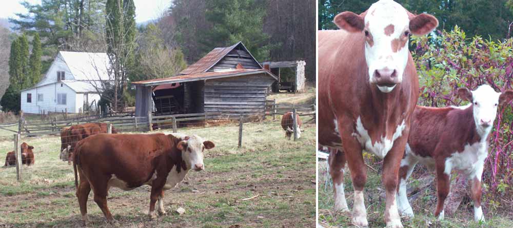 Raising Hereford cattle on a small farm in north Georgia