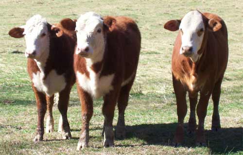 Three Herefords in a row