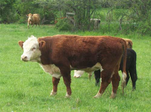 Hereford bull in the pasture