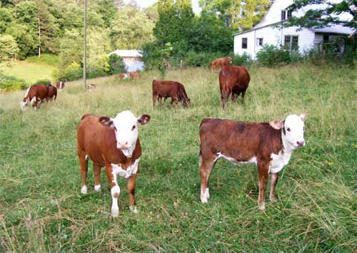 Hereford calves eating grass