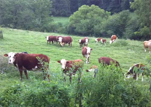 The Payne Mountain Farms Herefords
