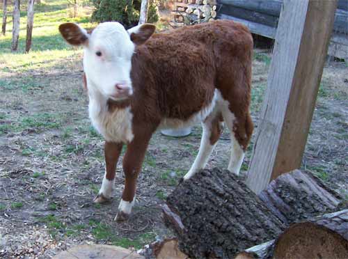 young Hereford calf in the yard