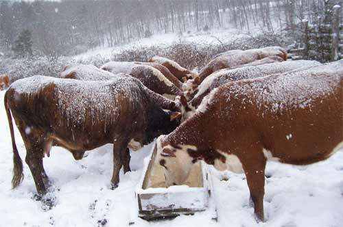 Hereford cattle in the snow